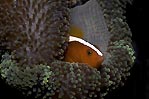 Skunk Anemonefish