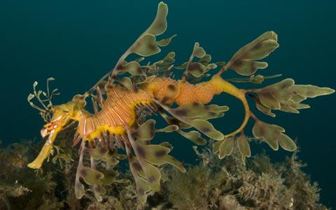 Leafy Seadragon