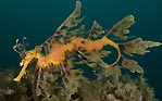 Leafy Seadragon