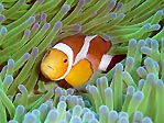 False Clown Anemonefish