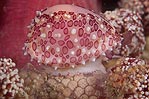 Cavangh's Egg Cowrie