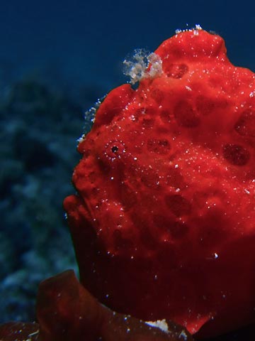 Painted Frogfish