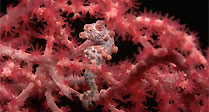 Scaramanga the Seahorse