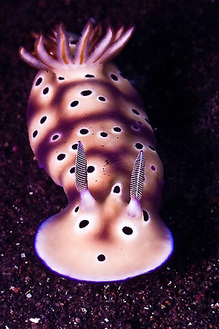 Balinese Nudibranch