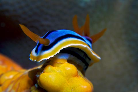 Colourful Nudibranch