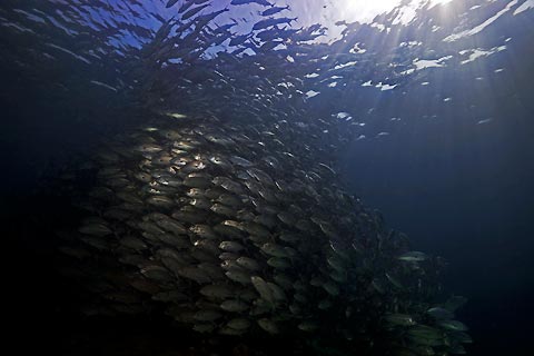 School of Jackfish