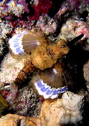 Dragon Seamoth (Eurypegasus draconis - Mabul Island, Ribbon Valley