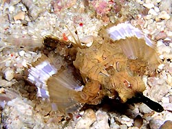 Dragon Seamoth (Eurypegasus draconis - Mabul Island, Ribbon Valley