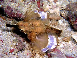 Dragon Seamoth (Eurypegasus draconis - Mabul Island, Ribbon Valley