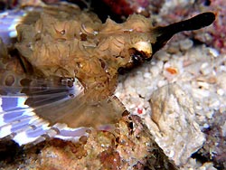 Dragon Seamoth (Eurypegasus draconis - Mabul Island, Ribbon Valley