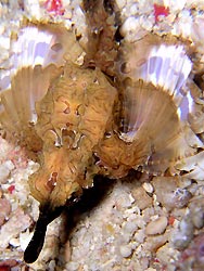 Dragon Seamoth (Eurypegasus draconis - Mabul Island, Ribbon Valley