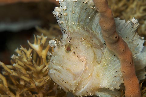 White Leaf Scorpionfish