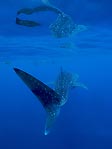 Departing Whaleshark