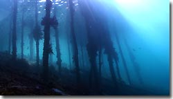 Arborek Jetty - diving from the Arenui at Raja Ampat, West-Papua, Indonesia.