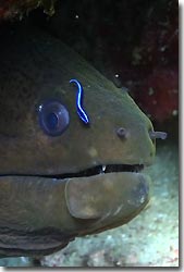 Moray Eel - diving from the Arenui at Raja Ampat, West-Papua, Indonesia.