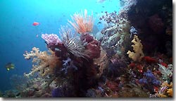 Beautiful healthy reef - diving from the Arenui at Raja Ampat, West-Papua, Indonesia.