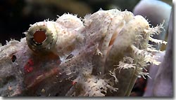 Scorpionfish up close - diving from the Arenui at Raja Ampat, West-Papua, Indonesia.