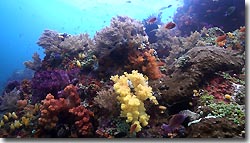 Beautiful healthy reef - diving from the Arenui at Raja Ampat, West-Papua, Indonesia.