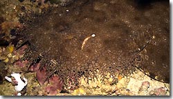 Tassled Wobbegong- diving from the Arenui at Raja Ampat, West-Papua, Indonesia.