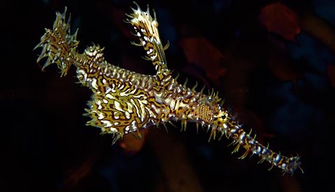 Harlequin Ghostpipefish