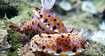 Oak Park nudis