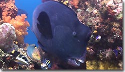 Bumphead Parrotfish at Misool Eco Resort. Raja Ampat, West Papua, Indonesia.