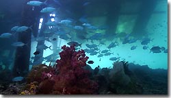 Plenty of fish just underneath the jetty at the Misool Eco Resort. Raja Ampat, West Papua, Indonesia.