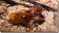 White-face Waspfish. Misool Eco Resort. Raja Ampat, West Papua, Indonesia.