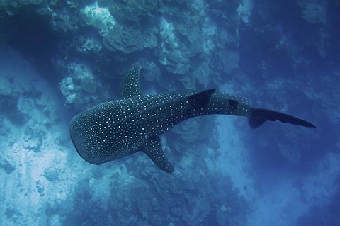 Whaleshark on Reef 