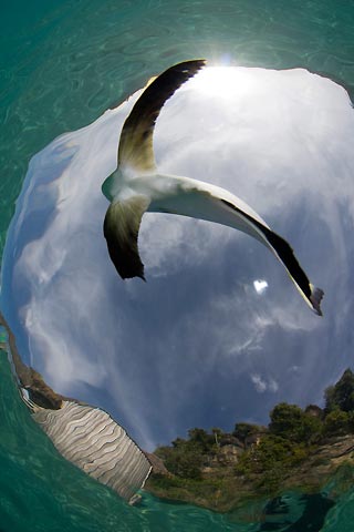 Flying Batfish