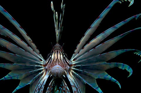 Charging Lionfish