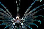 Charging Lionfish