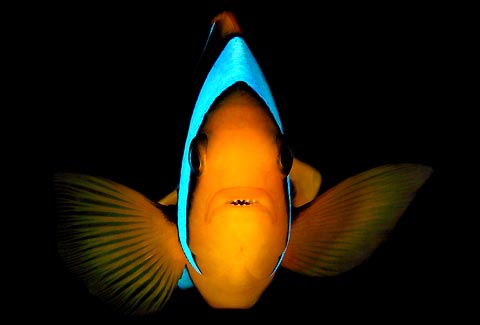 Clown Anemonefish