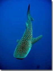 Whaleshark, Indian Ocean, Australia