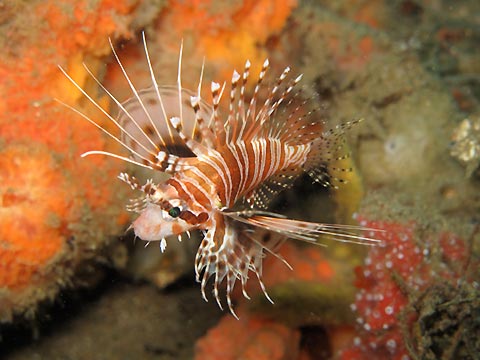 Spot-fin Lionfish