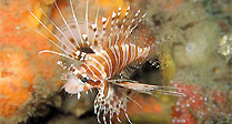 Spot-fin Lionfish