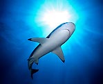 Black-tip Reefshark