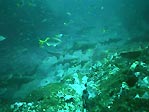 Grey Nurse Shark, Carcharias taurus. Laurieton, NSW