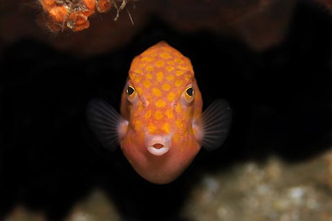 Boxfish Under a Ledge