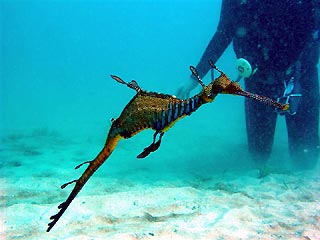 Weedy Seadragon