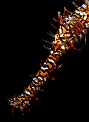 Ornate Ghostpipefish