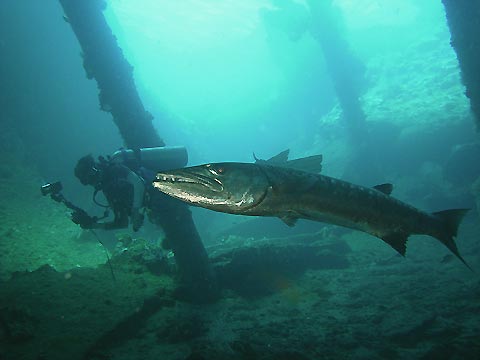 Giant Barracuda