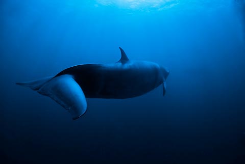 Dwarf Minke Whale