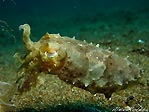 Cuttlefish