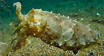 Cuttlefish