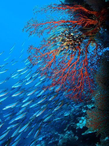 Lynton Burger. First Prize SLR category. Underwater Festival 2010 on Christmas Island, Western Australia, Indian Ocean.