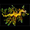 Leafy Seadragon