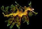 Leafy Seadragon