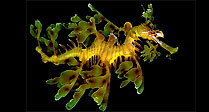 Leafy Seadragon
