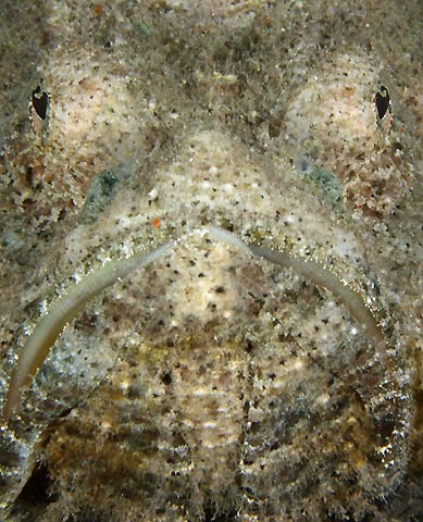 Stonefish